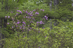 Rhododendron sichotense