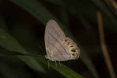 Splendeuptychia junonia