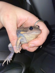 Limnodynastes dumerilii dumerilii