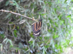 Lycorea halia atergatis