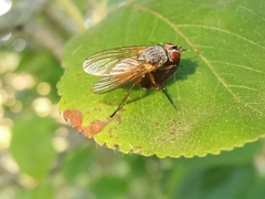 Pegomya bicolor