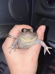 Limnodynastes dumerilii dumerilii
