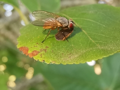 Pegomya bicolor