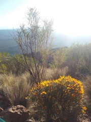 Anarthrophyllum elegans