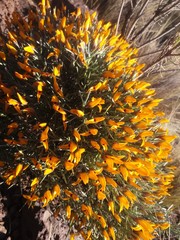 Anarthrophyllum elegans