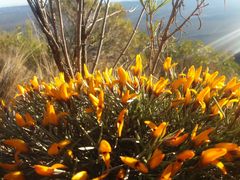 Anarthrophyllum elegans