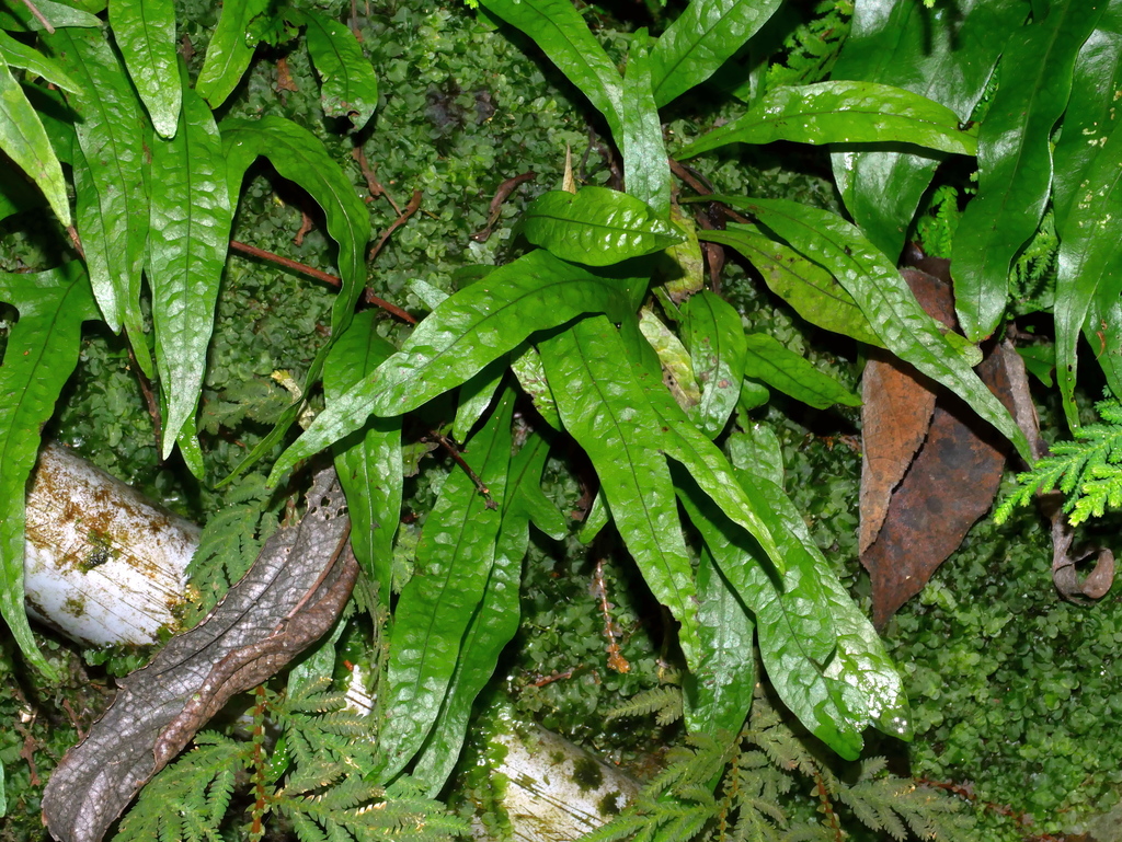 Java Fern