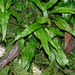 Java Fern - Photo (c) Jacy Chen, some rights reserved (CC BY), uploaded by Jacy Chen