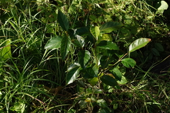 Citharexylum spinosum