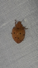 Henosepilachna argus