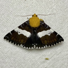 Buzara latizona