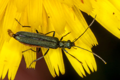 Oedemera virescens