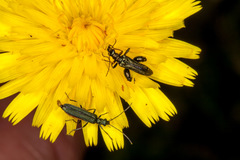 Oedemera virescens