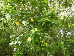 Dendrosida sharpiana