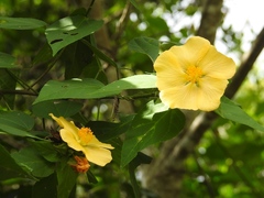 Dendrosida sharpiana