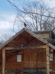 Buteo lineatus