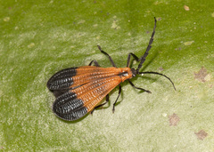 Calopteron terminale