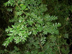 Buxus colchica