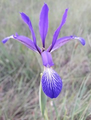 Iris reichenbachiana