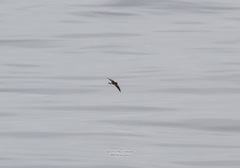 Hydrobates leucorhous