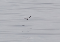 Hydrobates leucorhous
