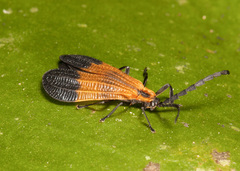 Calopteron terminale