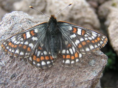 Euphydryas iduna