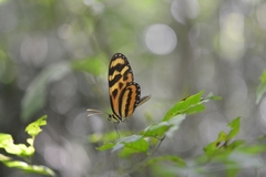Mechanitis lysimnia utemaia