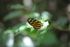 Mechanitis lysimnia utemaia
