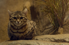 Black-Footed Cat photo 4