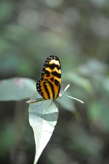 Mechanitis lysimnia utemaia