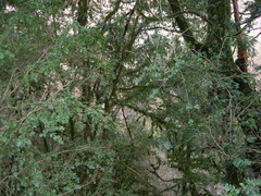 Buxus colchica