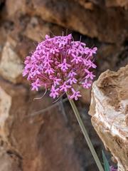 Centranthus lecoqii