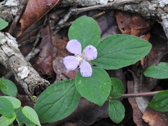 Heterocentron muricatum