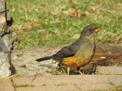Turdus olivaceus olivaceus