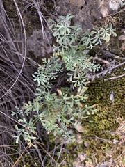 Ruta angustifolia