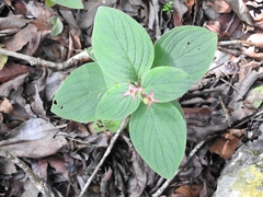 Heterocentron muricatum