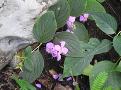 Heterocentron muricatum