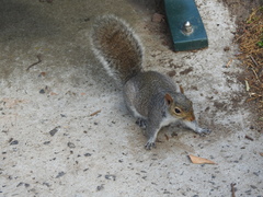 Sciurus carolinensis