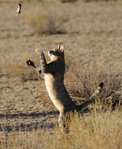 African Wildcat