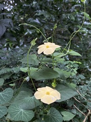 Thunbergia dregeana