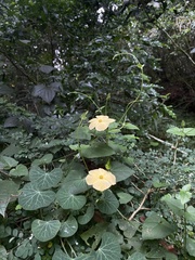 Thunbergia dregeana