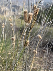 Sideritis lasiantha