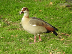 Alopochen aegyptiaca