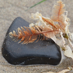 Aglaophenia latirostris