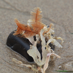 Aglaophenia latirostris