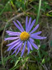 Aster alpinus