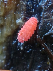 Bilobella braunerae