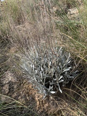 Lavandula lanata