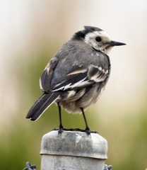 Motacilla alba